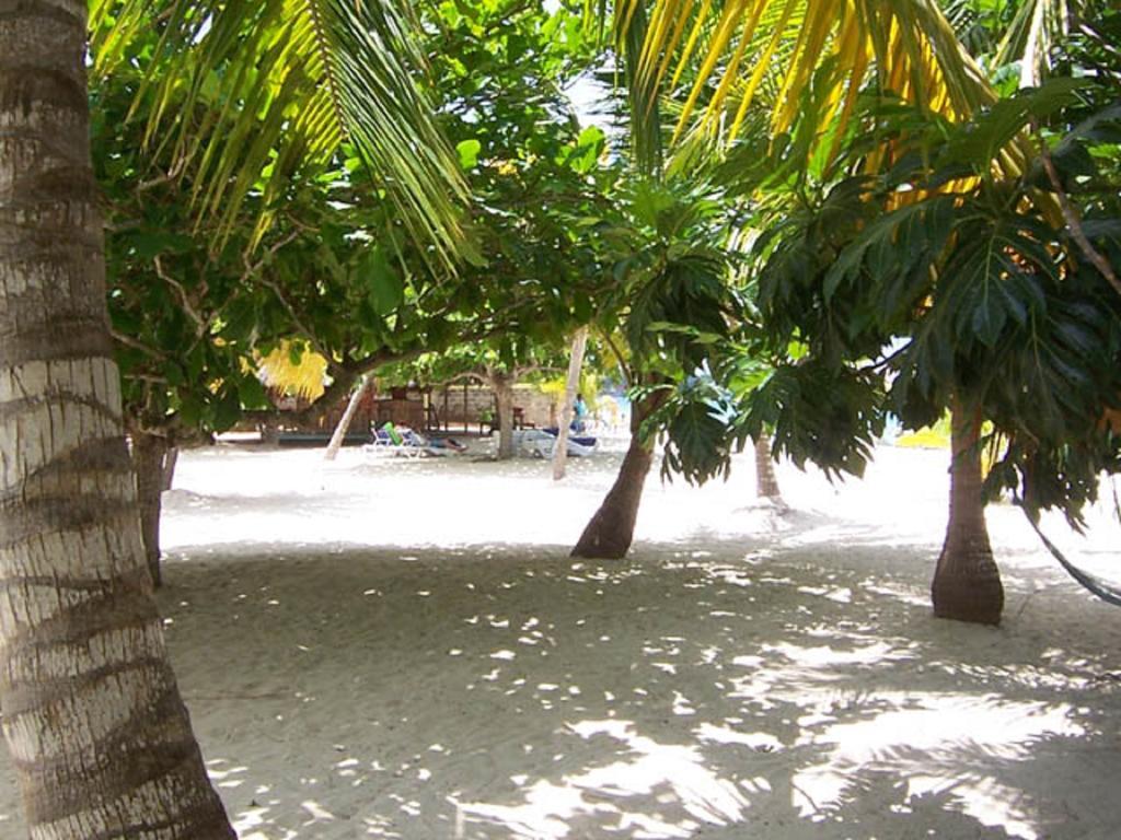 Yellow Bird Sea Negril Dış mekan fotoğraf
